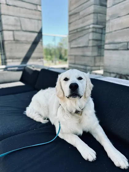 Clark chilling on an outdoor couch, showing how he can be included in all family activities.