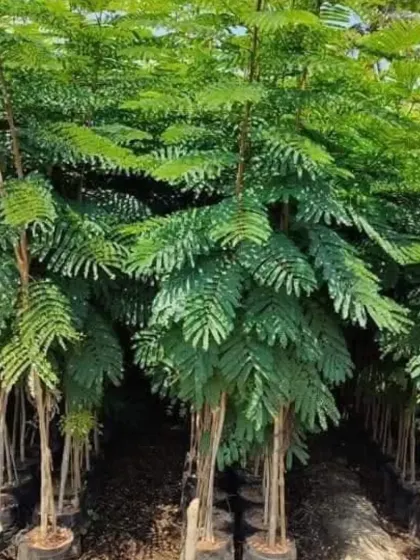 A nursery full of young Gulmohar (Delonix regia) trees. These will grow into large, magnificent trees famous for their fiery red-orange flowers.