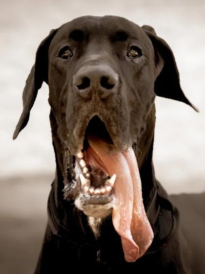 The ultimate happy drool shot! This captures the goofy, lovable nature of big dogs perfectly.