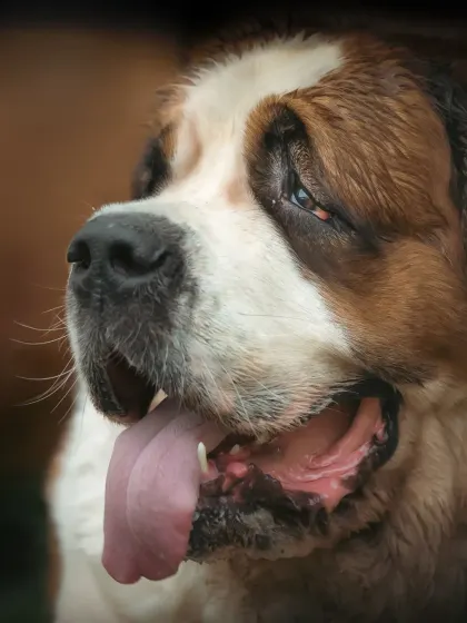 Another angle of the Saint Bernard, this time without the flower, for a more classic and simple portrait.