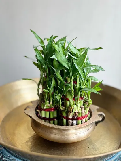 Combine tradition with nature. Here, Lucky Bamboo stalks are arranged in a classic brass vessel, creating a look that feels both modern and timeless.