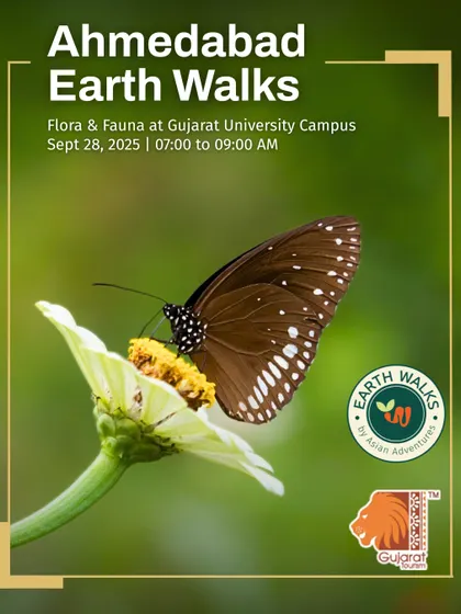 The Common Crow butterfly, a dark, elegant species, feeds on a flower in this poster for our Ahmedabad walk. We explore the Gujarat University Campus to find the butterflies that thrive alongside the birds and trees.