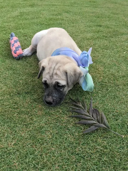 Adopted pup Fiona enjoying a toy and a leaf. Simple pleasures for a puppy who now has a safe and happy future.