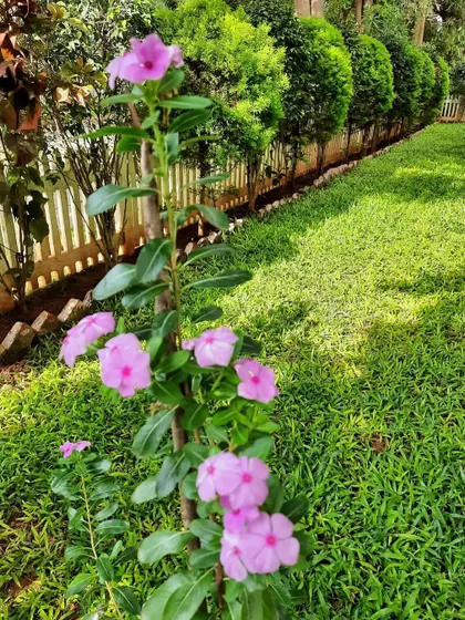 A beautiful, established lawn using shade-tolerant grass. This variety thrives even with partial tree cover, and is complemented by flowering plants and a neat border.