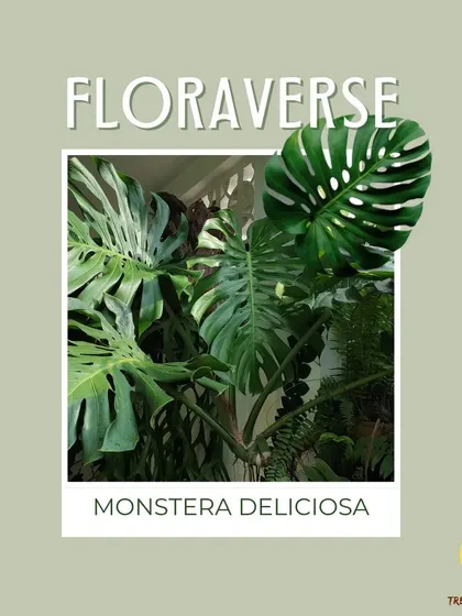 The Monstera Deliciosa, also known as the Swiss Cheese Plant, is famous for its unique, split leaves. It brings a lush, tropical vibe to any indoor setting.
