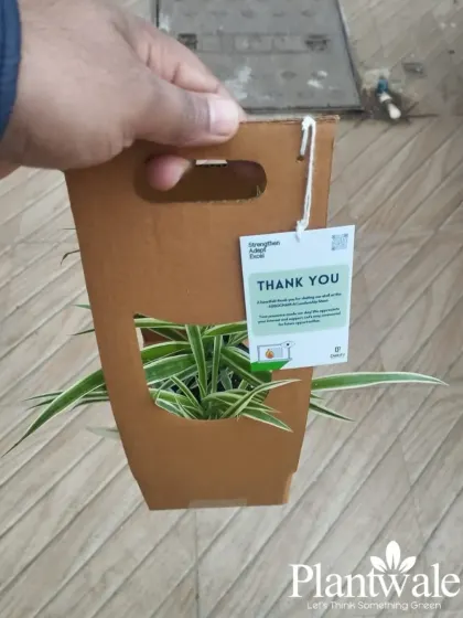 Our thoughtful packaging makes gifting easy and elegant. This image shows a plant in our custom cardboard carrier, complete with a handle and a personalized "Thank You" tag, perfect for event giveaways.