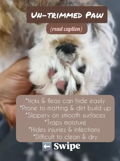 This is an untrimmed paw. The excess fur can trap dirt and moisture, cause matting, hide ticks or injuries, and make it slippery for your dog to walk on smooth surfaces.