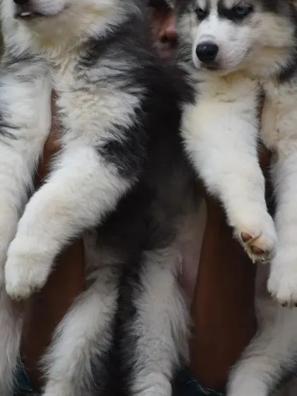 A bottom-up view showing the healthy build and fluffy tails of our Husky pups.