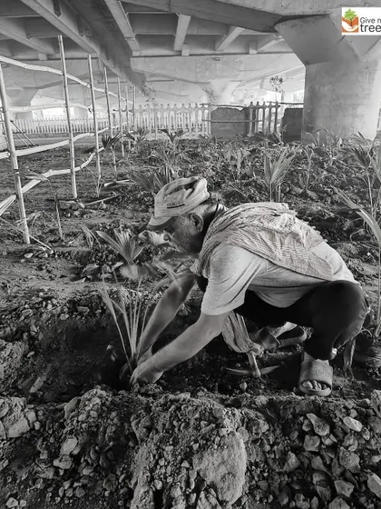 Planting in challenging urban spaces, like under this flyover, requires expertise and hard work. Our local teams are skilled at transforming these forgotten patches of land.
