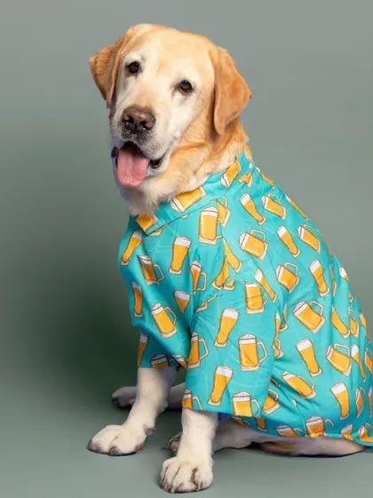 This Labrador is ready for the weekend in his fun, beer-themed shirt. Studio shoots are perfect for showing off your pet's favorite outfits.