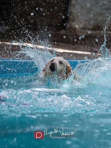A huge splash as a Golden Retriever dives for a toy. Capturing these high-energy moments requires quick reflexes and a love for the chaos!