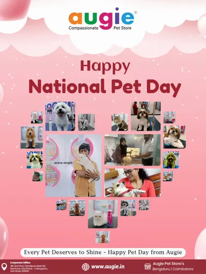 Happy National Pet Day from our family to yours. This collage is a celebration of all the wonderful pets and their parents who are part of the Augie community. Every pet deserves to shine.