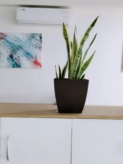 We placed a variety of indoor plants like the Rubber Plant and Snake Plant on top of office cabinets. This is a simple yet effective way to introduce greenery into a small office without taking up floor space.