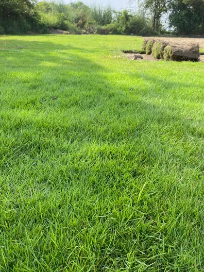 A close-up of the grass, showing its health and density. This is the result of years of experience in cultivation.