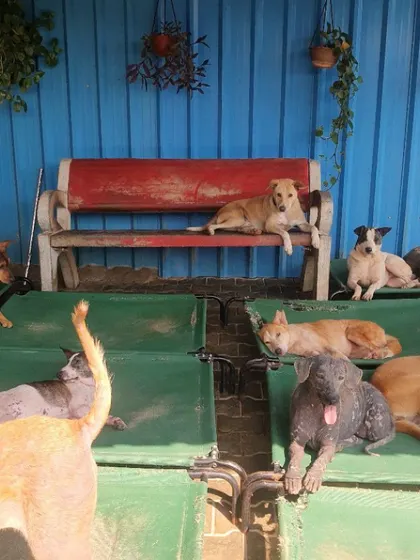 A look inside the Sarvoham Animal Foundation, where many dogs are given a safe place to rest and recover. Supporting local shelters is crucial for animal welfare in our community.