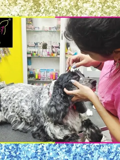 A closer look at the details. Here I am cleaning the ears of Oreo the Cocker Spaniel, an essential step for preventing infections in long-eared breeds.