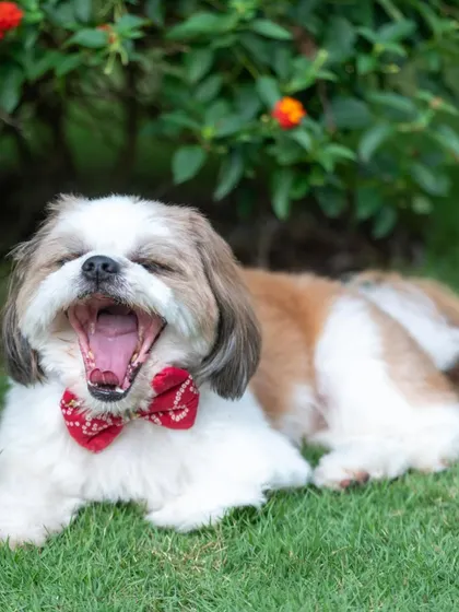 I love capturing these perfectly candid moments. This big yawn from Cookie the Shih Tzu during his outdoor photoshoot in Bengaluru is exactly the kind of personality-filled memory I aim to preserve.