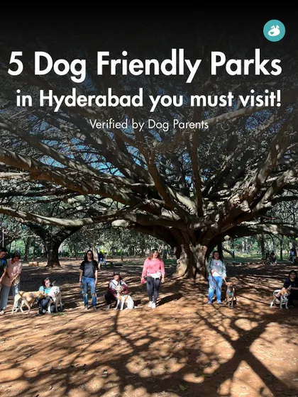 For our members in Hyderabad, here are five dog-friendly parks you must visit, all verified and recommended by fellow dog parents in the city.