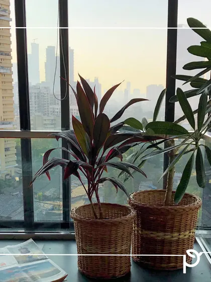 A pair of plants in woven cane baskets against a city skyline at sunset. These natural, earthy materials create a sense of calm and connection to nature.