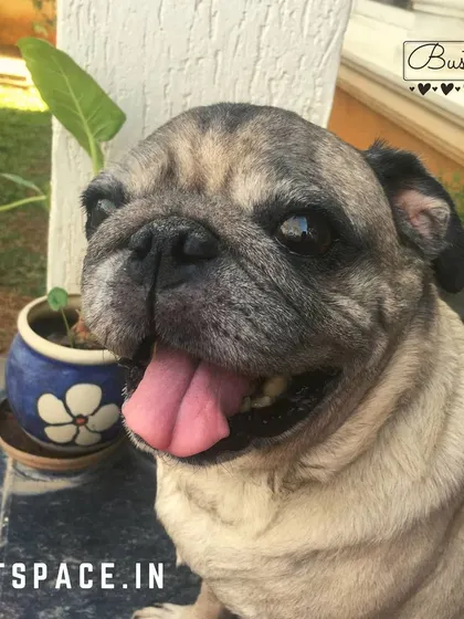 Meet Buster, the pug who started it all! Petspace was born from our desire to create a fun, safe hangout for him. Ten years later, he's still our resident goofball and a reminder of our mission to provide the best care for every dog that comes through our doors.