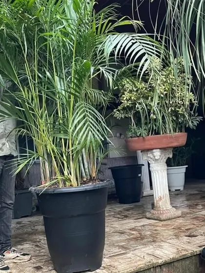 A customer standing next to a large Areca Palm to show its size. These plants can really transform a space.