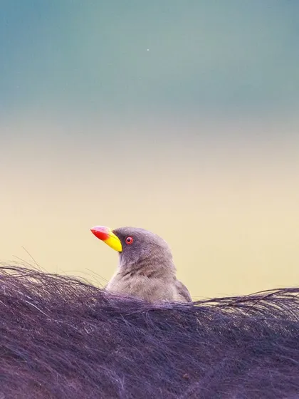 A Yellow-billed Oxpecker peeks out from the thick hair of a large mammal. These birds even use hair plucked from their hosts to line their nests in tree holes.