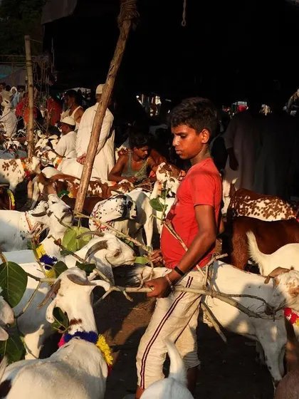 A young boy leads goats through the crowded Bakra Mandi, a scene of youthful responsibility amidst the chaos of the market.