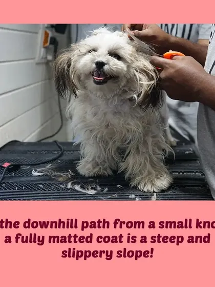 A small knot can quickly turn into a painful, fully matted coat if it's not brushed out. Daily brushing is key.