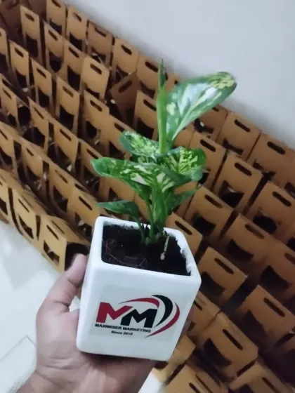 This is an Aglaonema Snow White plant, a popular low-maintenance and pet-friendly option, in a square ceramic pot customized with the Mahabir Marketing logo. In the background, you can see a large order prepared for dispatch.