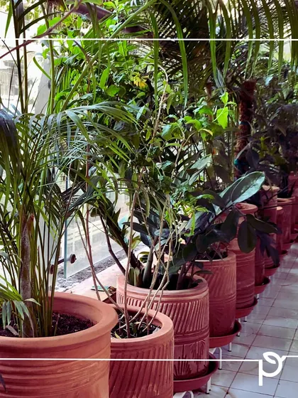 A row of Lady Palms in large terracotta pots creates a natural and elegant partition in a semi-outdoor space. Terracotta is a sustainable choice that promotes healthy root growth.