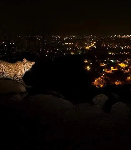 Perched on rocks, a leopard surveys its territory with the city lights twinkling in the distance. This is a nightly routine for Mumbai's 40 plus wild leopards, a silent patrol of their urban domain.