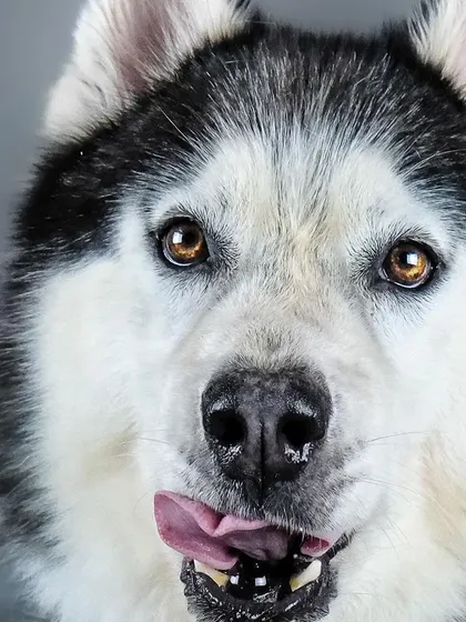 A stunning husky portrait. The studio setting allows for a clear, detailed shot of its beautiful markings and intense eyes.