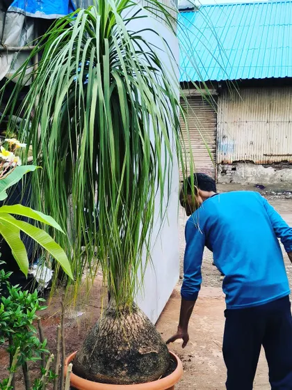 This old boy, a Nolina or Ponytail Palm, has a massive 20-inch girth. These are incredibly hardy and store water in their swollen base.