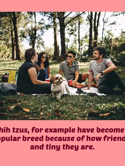 Breeds like Shih Tzus are popular for their friendly nature, but their long coats need daily attention to stay healthy.