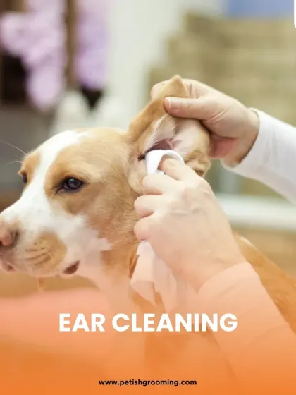 Ear cleaning is essential for preventing infections. I gently clean your pet's ears using safe solutions and soft cotton pads.