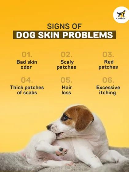 Excessive itching, scaly patches, or hair loss can be signs of skin problems. Regular grooming helps me spot these issues early so you can get your pet the care they need.