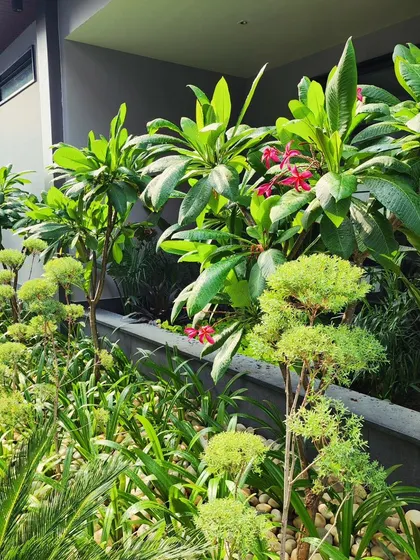 The sunlight filtering through the leaves of these tropical plants highlights their vibrant green color and adds to the serene atmosphere of the garden.