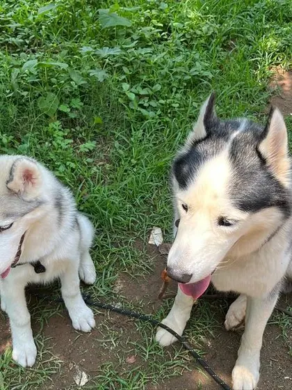 The two Huskies taking a moment to look around. They seem to be enjoying their time together outdoors.