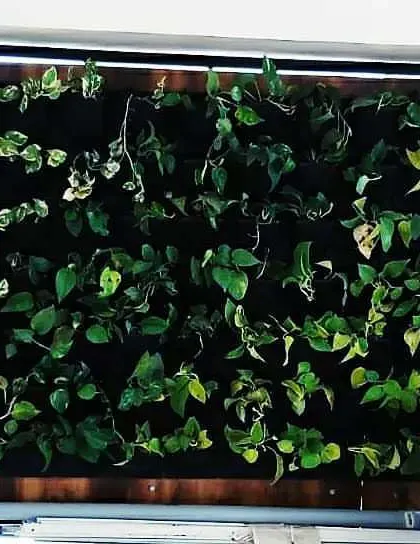 This is one of our corporate bio-wall installations in Yashwantpur, shown here with 60% plant coverage. These living walls are designed to grow in over time, creating a dense green space that naturally purifies the air.