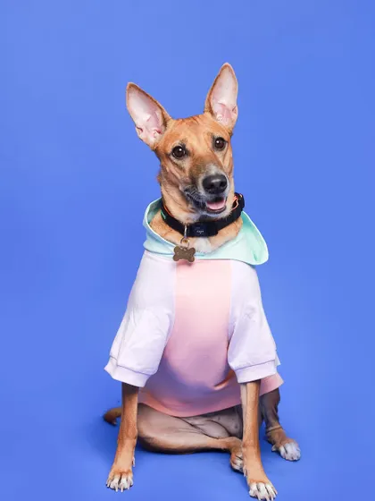 An Indie dog dressed in a cute hoodie for a studio portrait. The solid blue background makes his personality pop.