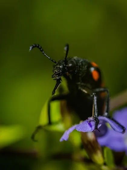The Sexton Beetle climbing on a flower. The macro perspective makes it look like a large monster exploring its world.