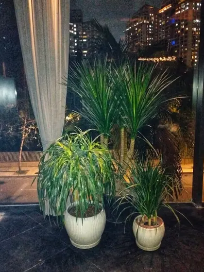 A grouping of Dracaena plants in matching white ceramic pots. Placing plants of varying heights together creates a dynamic and lush corner display against the city view.