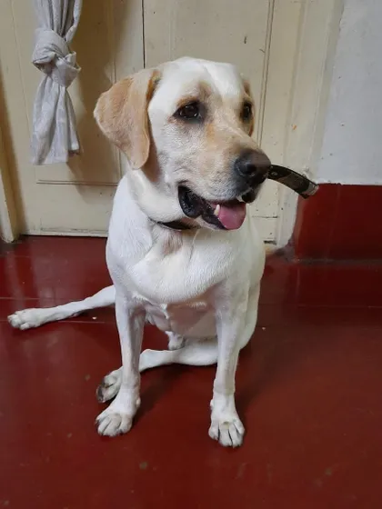 This is Doodle, a very active Lab who is always ready for his walk. He enjoys a 45-minute walk with us every day in Basvanagudi to burn off his energy and stay fit.