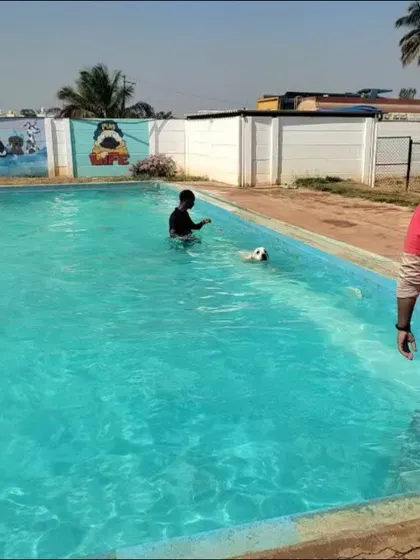 A wide shot of the pool area during a day outing, showing a staff member assisting a dog in the water.