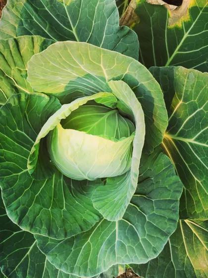 A beautiful, fresh head of cabbage from the garden, with its leaves wrapped tightly.
