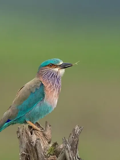 An Indian Roller with a grasshopper, showing its diet consists of large insects.
