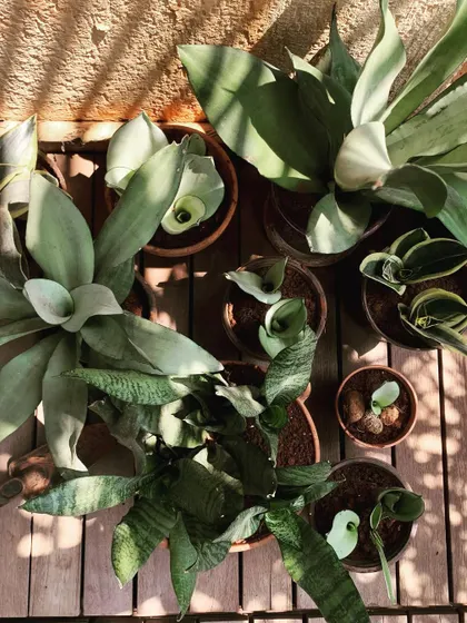 An overhead view of various Sansevieria, or snake plants, that I've propagated through division. By separating the pups from the mother plant, I can easily create many new plants to use in my styling projects.
