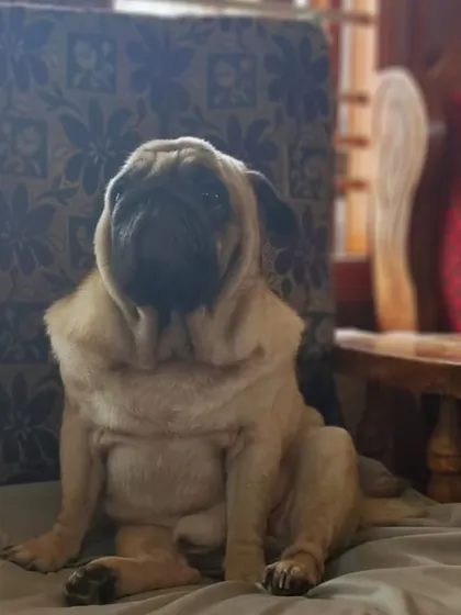 Just a content pug, sitting like a human. This is how relaxed they are in our cage-free environment.