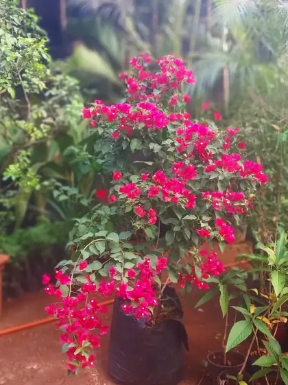 A lush, deep pink Bougainvillea ready to bring a burst of color to a garden. We have these available in various sizes.