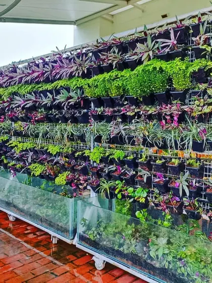 A frontal view of the impressive terrace living wall. The sheer volume of plants creates a powerful visual impact, showcasing my ability to execute large and complex vertical garden projects.